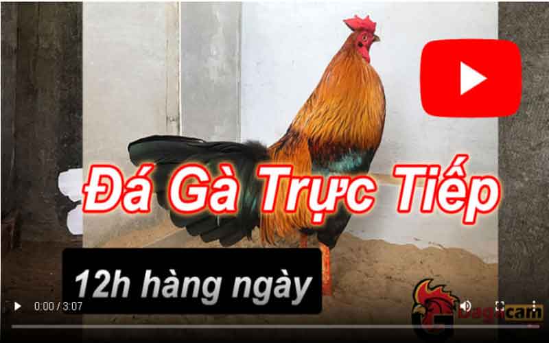 đá gà trực tiếp helo88