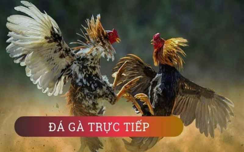 đá gà trực tiếp