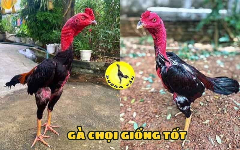 gà chọi giống tốt