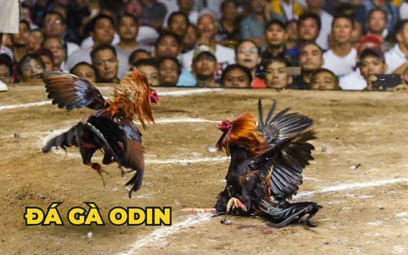 đá gà odin